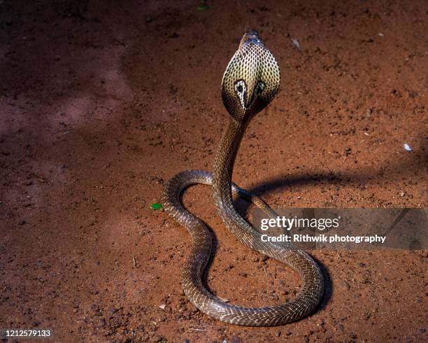 indian cobra full lenght - kobra bildbanksfoton och bilder