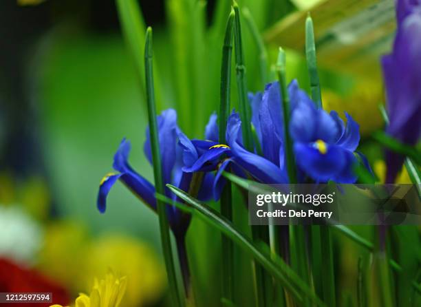 closeup of miniature iris in bloom - iris reticulata stock pictures, royalty-free photos & images