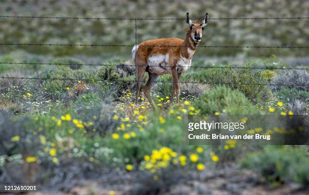 Pronghorn antelope pauses while eating wildflowers along a highway where cattle once grazed near the Mojave Desert town of Beatty, NV. On Wednesday,...