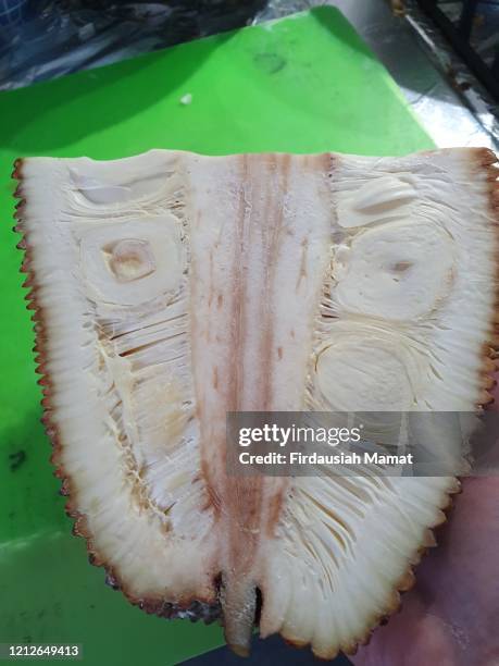 young jackfruit cut in half - jackfruit stock pictures, royalty-free photos & images