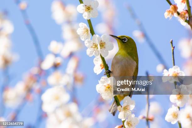 japanese white-eye and prunus mume - 梅 ストックフォトと画像
