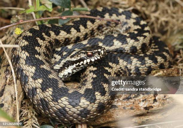 a beautiful adder (vipera berus) snake just out of hibernation basking in the morning sunshine. - adder stock pictures, royalty-free photos & images