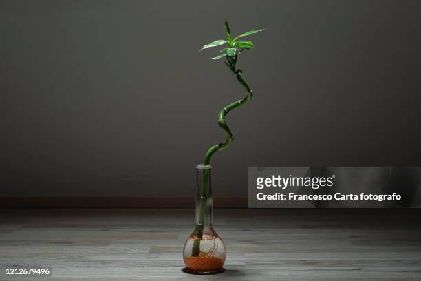 bamboo in a vase - caule de planta imagens e fotografias de stock