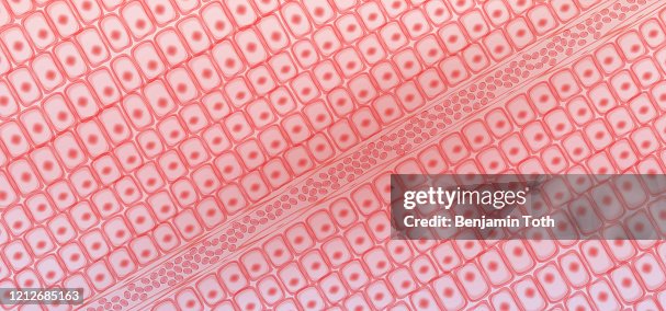 Blood capillaries and red blood cells under microscope Blood capillaries and red blood cells under microscope