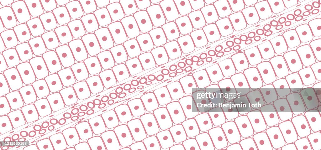 Blood capillaries and red blood cells under microscope