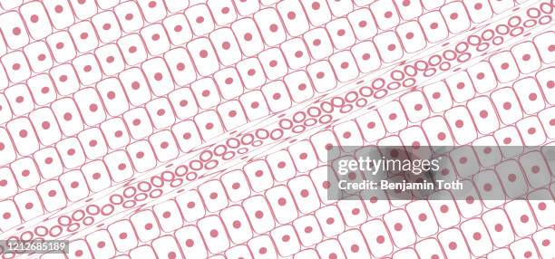 blood capillaries and red blood cells under microscope - blood cells icon stock illustrations