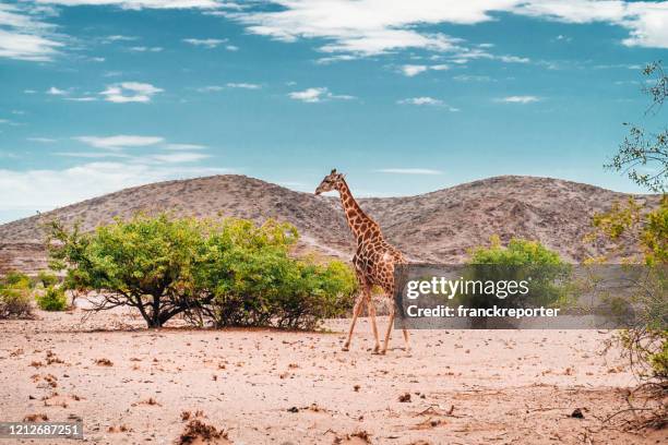 solo giraffe in namibia - kalahari gemsbok national park stock pictures, royalty-free photos & images
