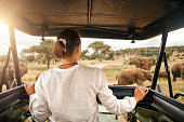 Woman tourist on safari in Africa, traveling by car with an open roof in Kenya and Tanzania, watching elephants in the savannah