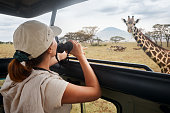 A woman on an African safari travels by car with an open roof and watching wild giraffes and antelope