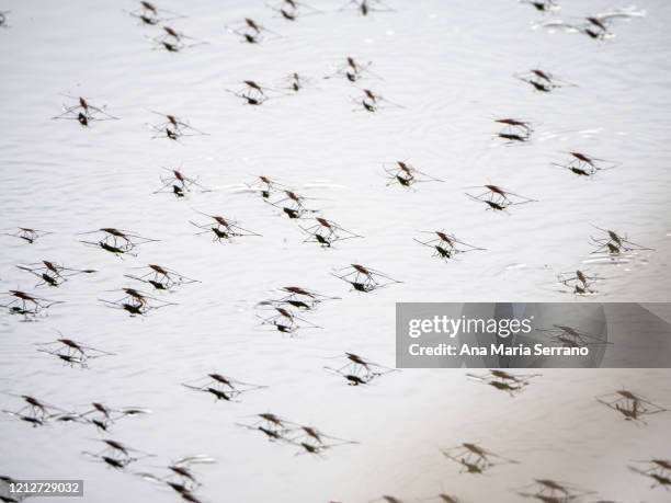 aquatic insects on the water surface - swarm of insects 個照片及圖片檔