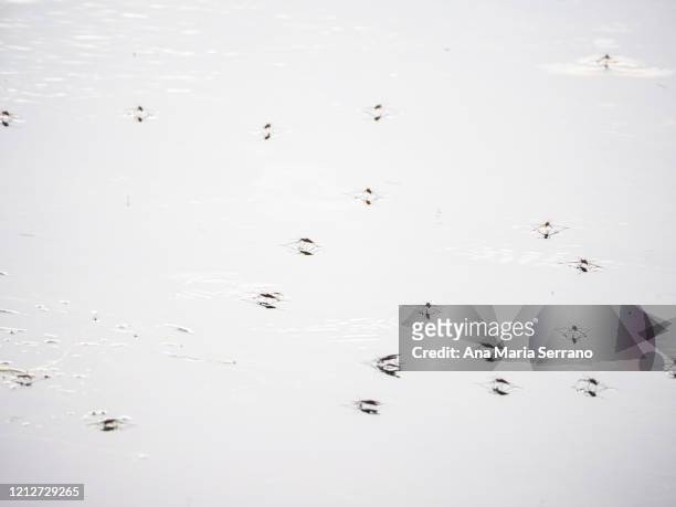 aquatic insects on the water surface - belostomatidae stock pictures, royalty-free photos & images