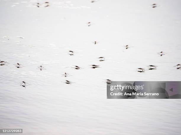 aquatic insects on the water surface - belostomatidae 個照片及圖片檔