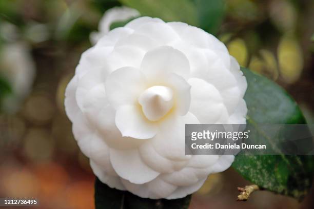 white camellia japonica - camellia bush stock-fotos und bilder