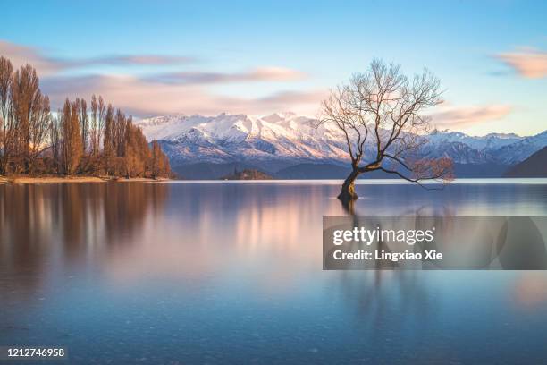 the famous lone tree of lake wanaka at sunrise, south island, new zealand - wanaka imagens e fotografias de stock