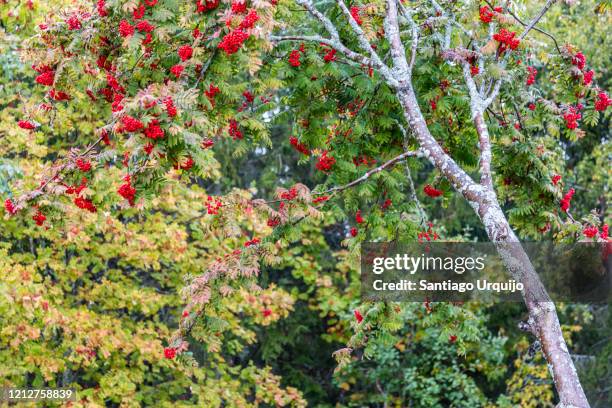 european rowan (sorbus aucuparia) - rowan tree stock pictures, royalty-free photos & images