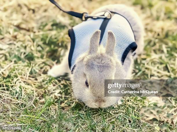 Pet Rabbit Walk 191 Queen Of Rabbits Stock Photos, High-Res Pictures, and Images ...