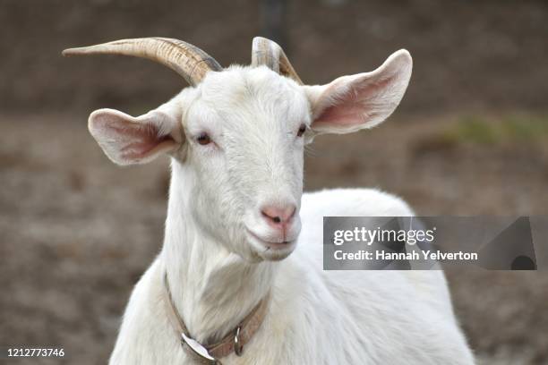 white goat face - goat wearing collar stock-fotos und bilder