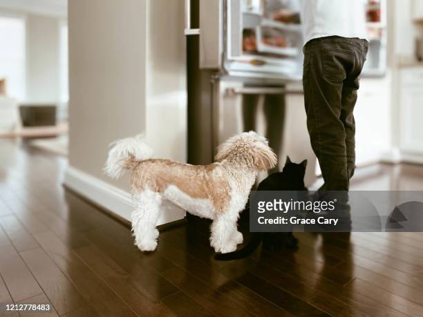 cat and dog gather around refrigerator - cute puppies and kittens stock pictures, royalty-free photos & images