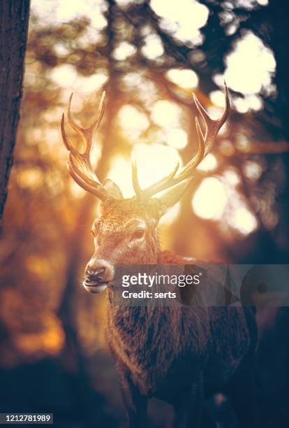 red deer stag portrait - deer antler silhouette stock pictures, royalty-free photos & images