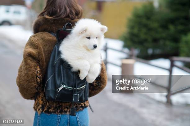 young woman with samoyed puppy outdoors - samoyed stock pictures, royalty-free photos & images