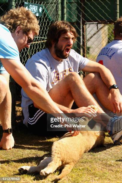 Sam Whitelock of the New Zealand All Blacks winces from a claw belonging to a young lion cub during a visit to the Seaview Lion Park on August 17,...