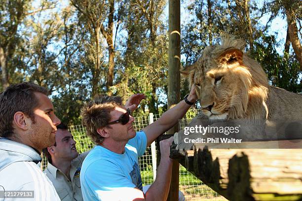Jarrad Hoeata and Adam Thomson of the New Zealand All Blacks pat a Lion during a visit to the Seaview Lion Park on August 17, 2011 in Port Elizabeth,...