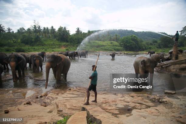 elefanti all'orfanotrofio degli elefanti pinnawala - casa famiglia foto e immagini stock