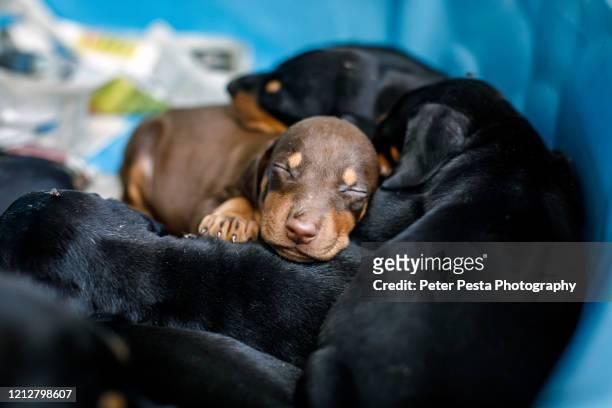 dobermann's puppy - doberman pinscher stock pictures, royalty-free photos & images