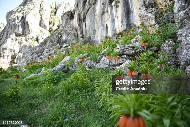 Salavan Salavan District Photos and Premium High Res Pictures - Getty Images