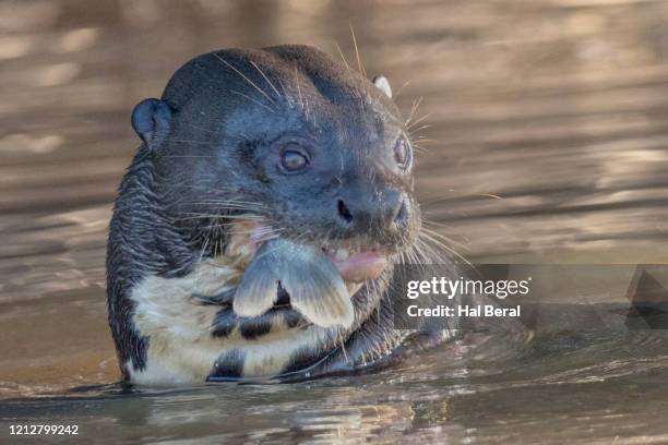 giant otter eating a fish close-up - giant otter stock-fotos und bilder