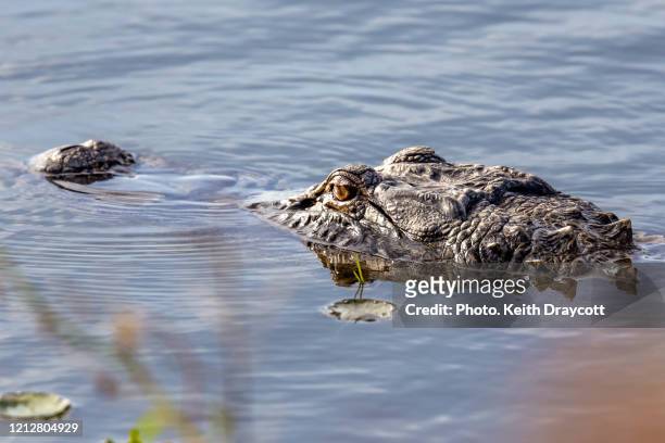 american alligator / alligator mississippiensis - alligator mississippiensis stock pictures, royalty-free photos & images