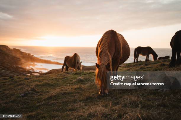 horses on the mountain during sunset - hondarribia bildbanksfoton och bilder