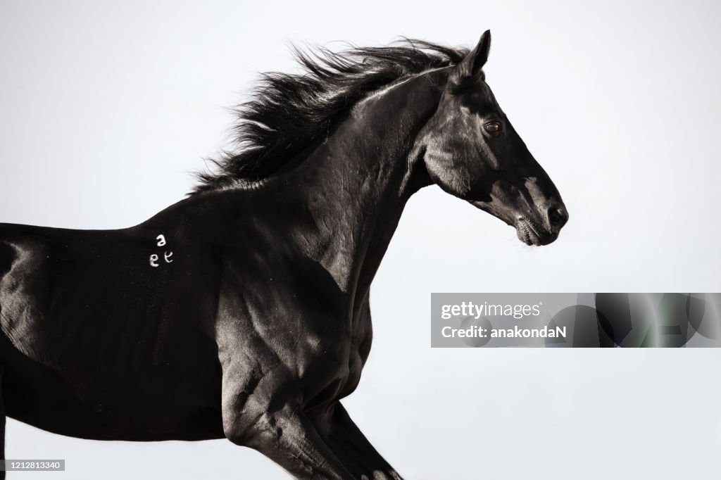 Portrait of black dressage stallion running  at grey backround