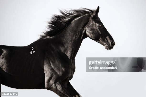 portrait of black dressage stallion running  at grey backround - horse stock pictures, royalty-free photos & images