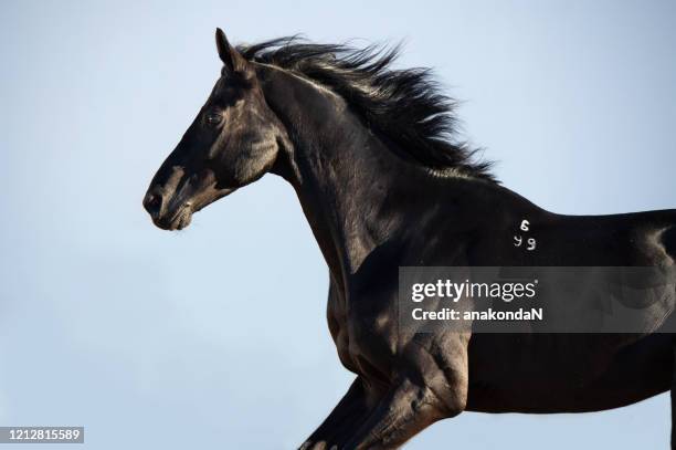 portrait of black dressage stallion running  at grey backround - black horse stock pictures, royalty-free photos & images