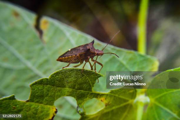 soybean bug - infestation imagens e fotografias de stock