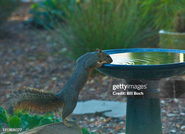 western gray squirrel stretching full length to take a drink from a birdbath during a drought - ojai, california—part of a series - gray squirrel foto e immagini stock