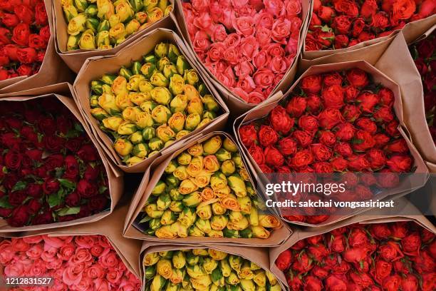 243 Rosa Multi Flora Stock Photos, High-Res Pictures, and Images ...