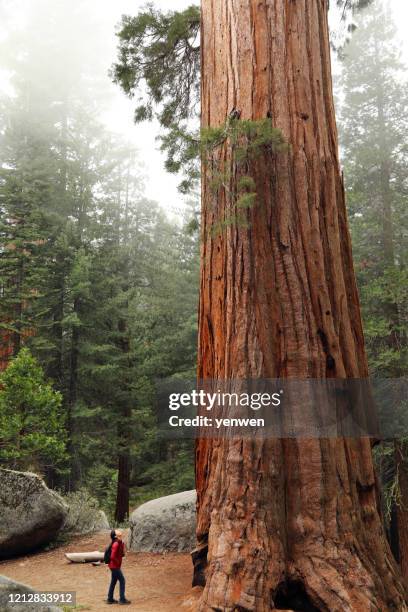 a hiker look up at a giant sequoia tree - redwood forest stock pictures, royalty-free photos & images