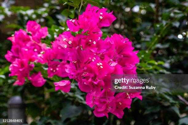 pink bougainvillea - bougainville foto e immagini stock