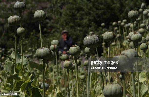 An Afghan farmer harvested opium sap from a poppy field in Dara-l-Nur, District of Nangarhar province, Afghanistan on May 13, 2020.