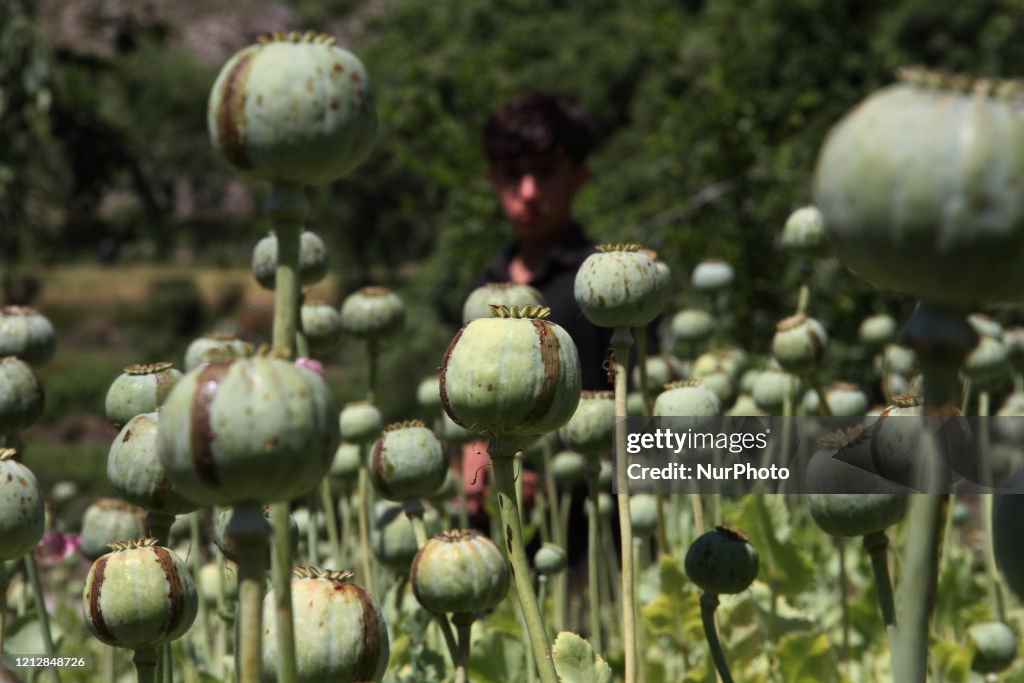 Afghan Farmers Harvest Opium