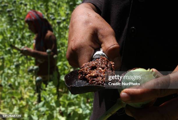 Afghan farmers harvested opium sap from a poppy field in Dara-l-Nur, District of Nangarhar province, Afghanistan on May 13, 2020.