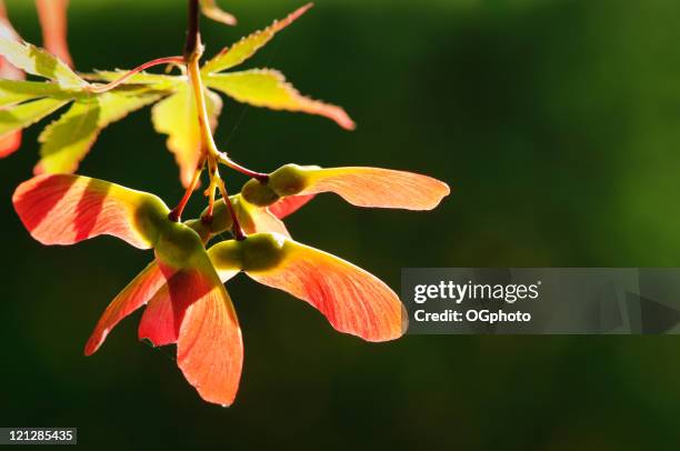 close-up di retroilluminato semi di acero - maple tree foto e immagini stock