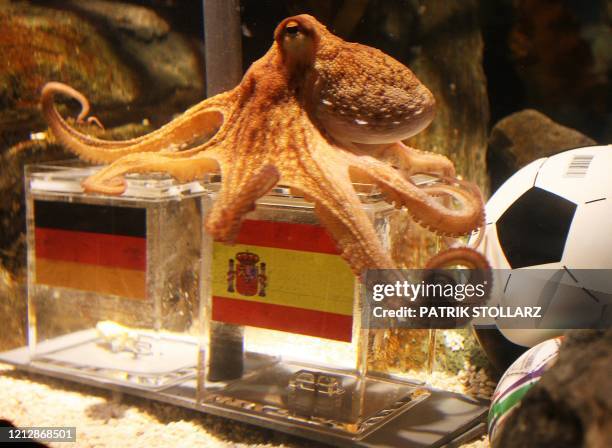 An octopus named Paul sits on a box with decorated with a Spanish flag and a shell inside on July 6, 2010 at the Sea Life aquarium in Oberhausen,...