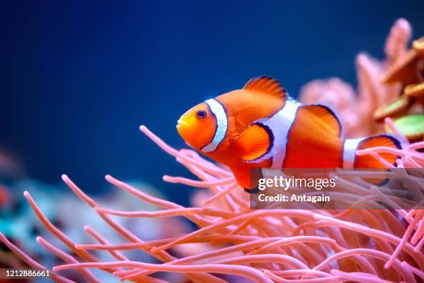 clownfish - symbiotic relationship stock-fotos und bilder