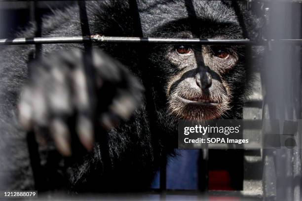 Siamang or Black Apes are being kept in a cage, after residents surrendered them to the officers of the Natural Resources Conservation Center in...