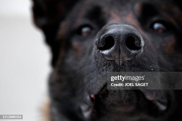 Malinois dogs looks on as it is taught to find a piece of fabric infected with the COVID-19 bacteria during a training session, on May 13 in...