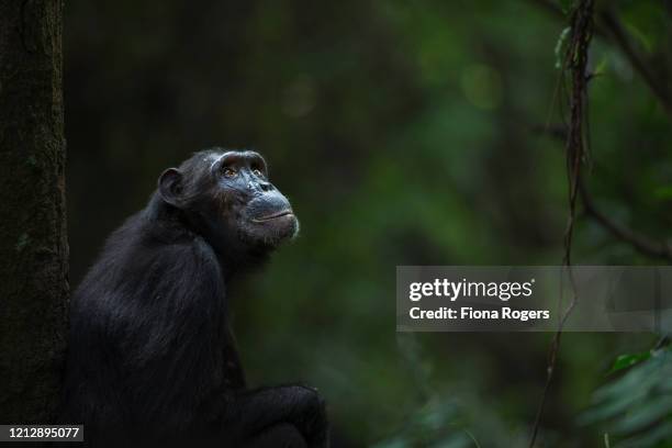 eastern chimpanzee female 'sandi' aged 40 years sitting portrait - chimpanzee stock-fotos und bilder