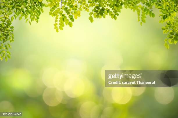 20 704 bilder, fotografier och illustrationer med Green Floral Background -  Getty Images